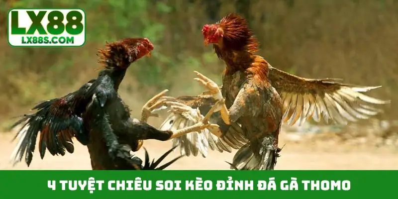 4 tuyệt chiêu soi kèo đỉnh đá gà thomo