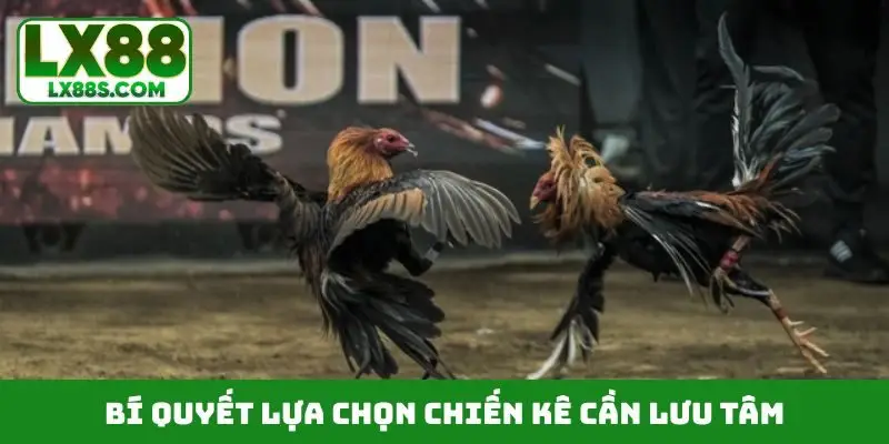 Bí quyết lựa chọn chiến kê cần lưu tâm