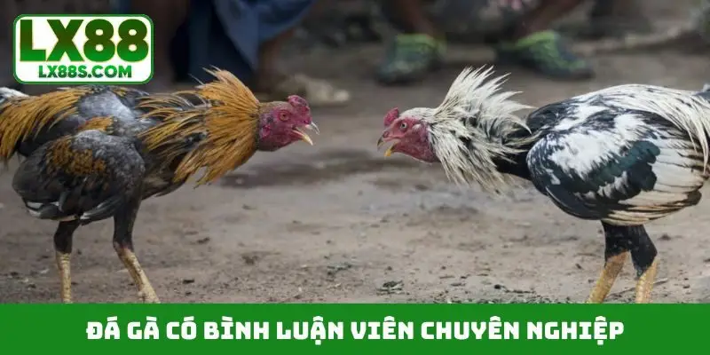 Đá gà có bình luận viên chuyên nghiệp