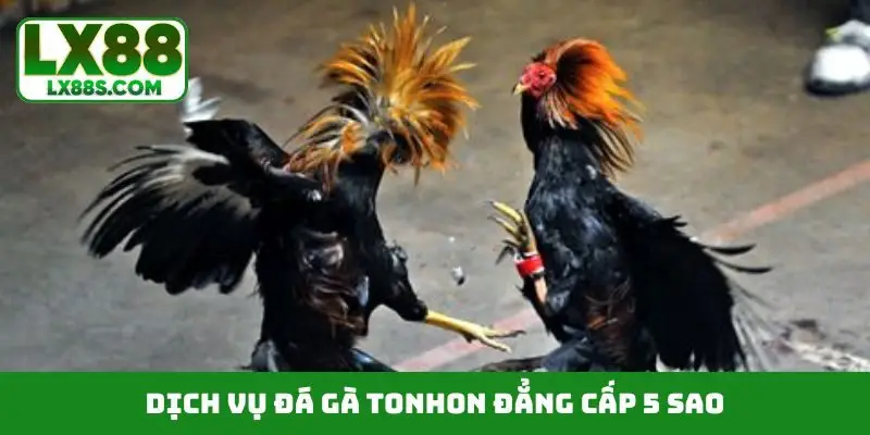 Dịch vụ đá gà Tonhon đẳng cấp 5 sao